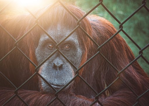 orangutan pixabay [ 913.78 Kb ]