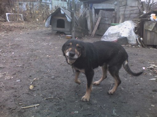 Veterinarska (ne)inspekcija - bolesni pas Vigor
