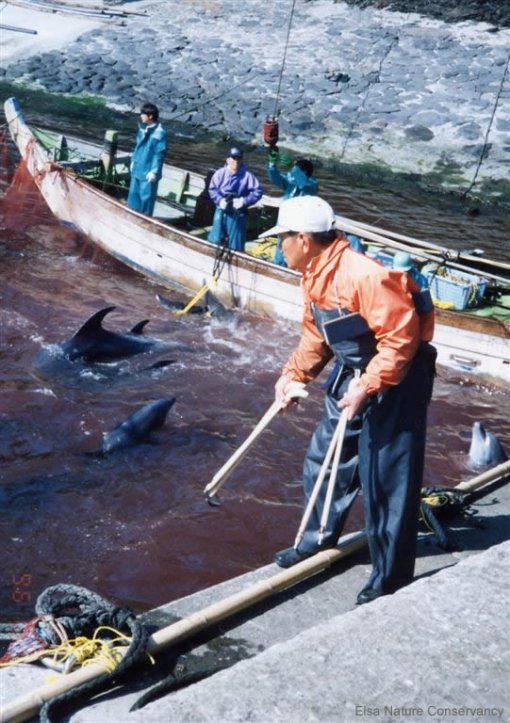 Pokolj dupina u Japanu (Elsa Nature Conservancy)