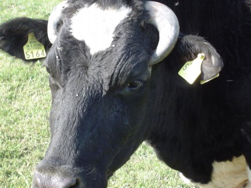 Cows on Bio Farm 2 [ 128.57 Kb ]