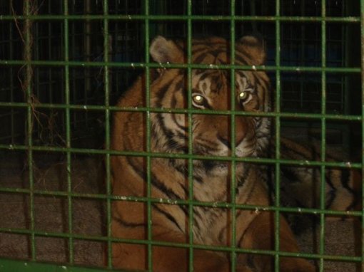 Tiger promotes night club [ 60.96 Kb ]