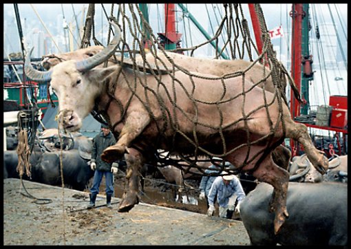 Landing cow Landing cow