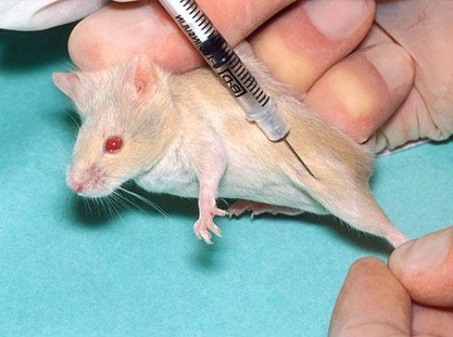 Botox injection in the muscle of the hind leg Botox injection in the muscle of the hind leg