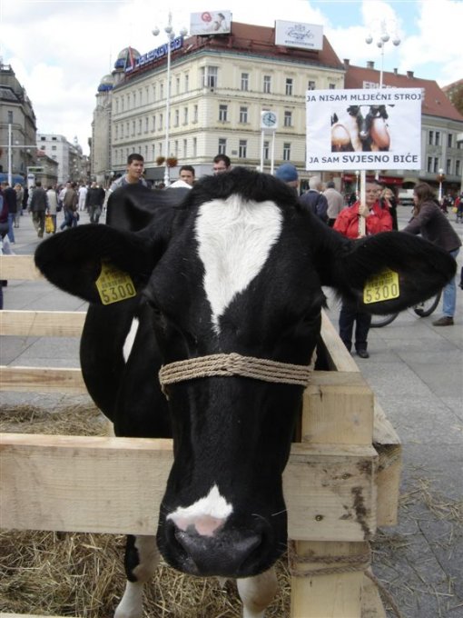 Glass of Milk - Glass Full of Suffering 7 [ 98.30 Kb ]