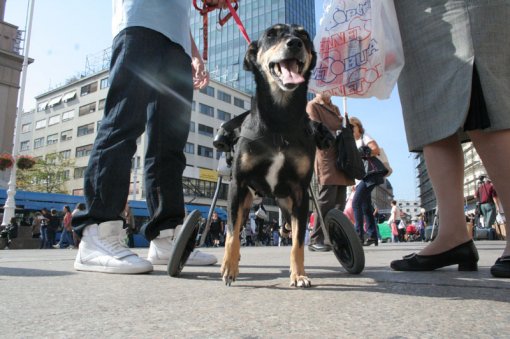 World Animal Welfare Day [ 140.42 Kb ]