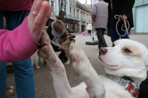 Udomljavanje je fora travanj 2013. [ 64.79 Kb ]