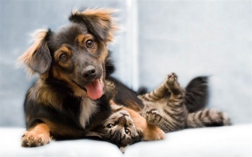 Adopt another! Adopt another!
