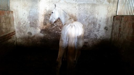 Equestrian club Equus Cabalus 5 [ 53.22 Kb ]