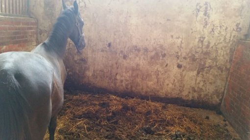 Equestrian club Equus Cabalus 6 [ 73.61 Kb ]