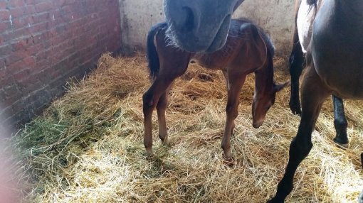 Konji�ki klubu Equus Cabalus 7 [ 124.12 Kb ]