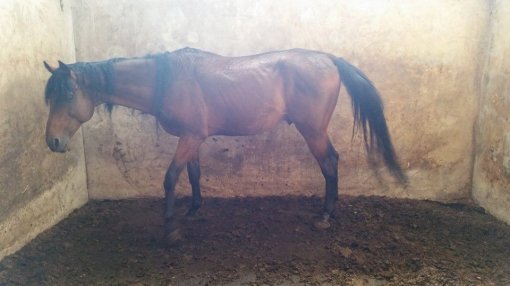 Konji�ki klubu Equus Cabalus 13 [ 77.34 Kb ]
