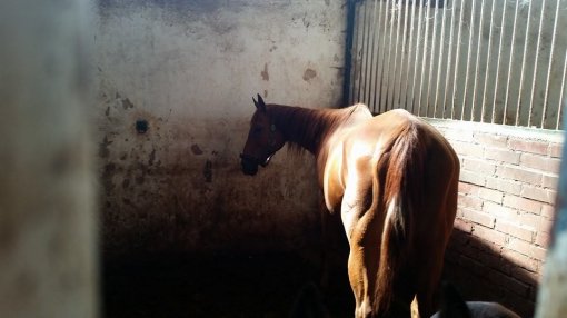 Konji�ki klubu Equus Cabalus 14 [ 61.50 Kb ]