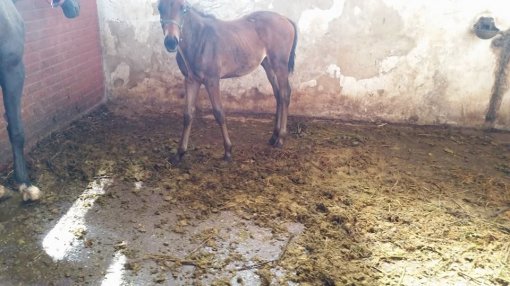 Konji�ki klubu Equus Cabalus 20 [ 95.73 Kb ]