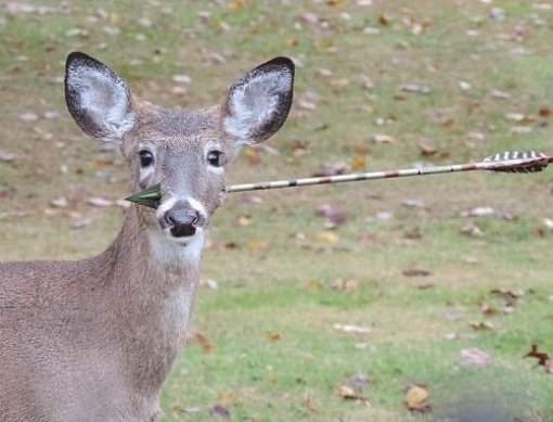 Hunting with bow and arrow