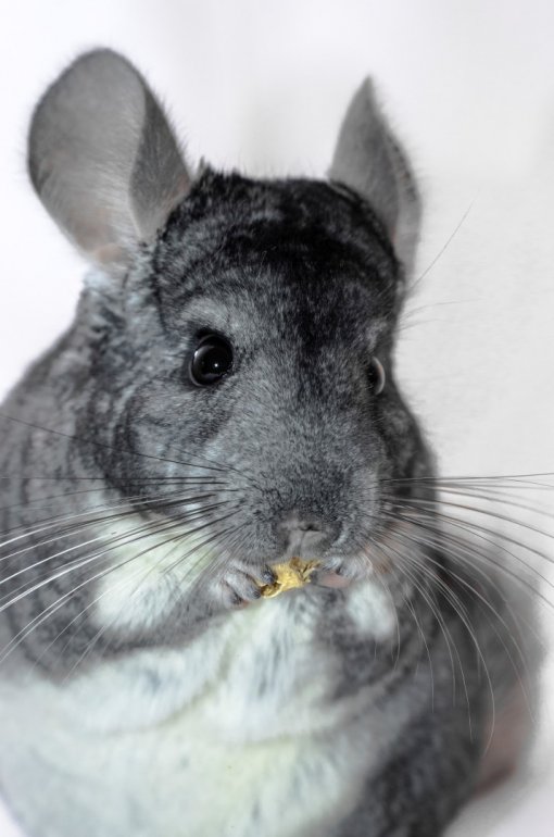 Chinchila [ 161.94 Kb ]