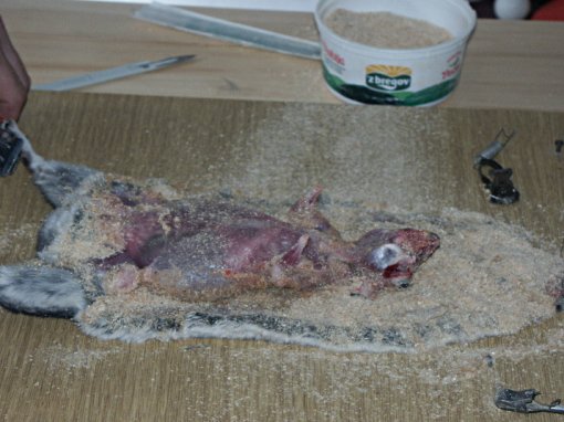 Chinchilla - skinning, photo: One Voice [ 217.44 Kb ]